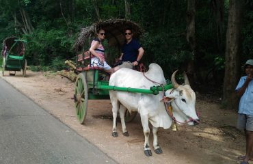 Bullock Cart