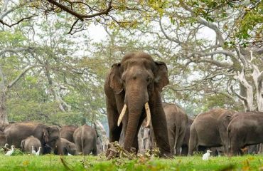 Elephants - Minneriya